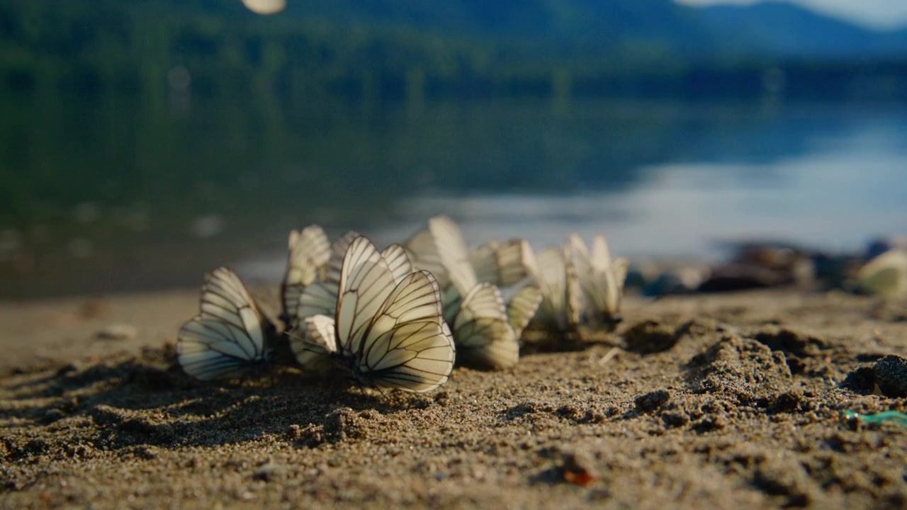 White butterflies flutter over sandy beach near water. Wings catch light as they rise and fall. Calm scene with soft focus on shoreline and trees. Footage works for nature, travel. No people visible