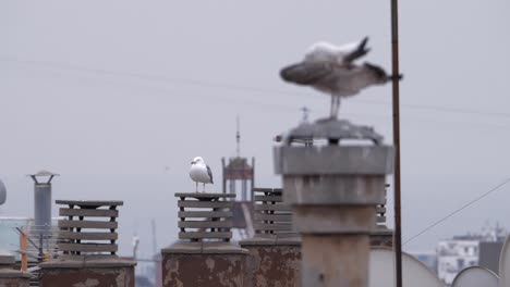 seagulls resting and grooming while perched on a roof on a cloudy day