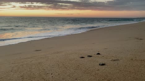 los tortugueros nonprofit  helps leatherback baby turtle