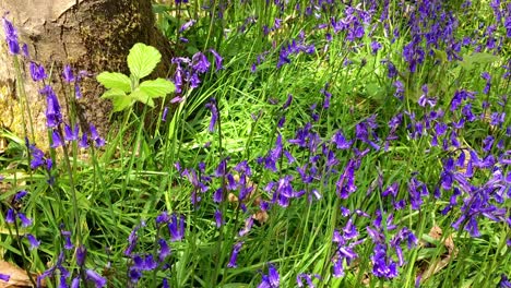 vibrant bluebell woods in kent uk in springtime pan up