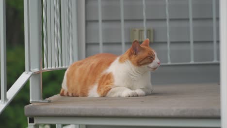 橙色猫坐在外面的台阶上