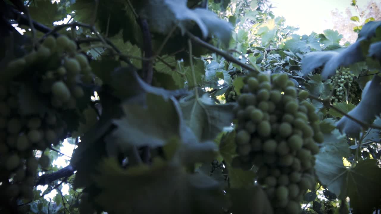 느린 동작으로 촬영, 유기농 포도 나무, 잎 및 미성숙 녹색 포도 칠레
