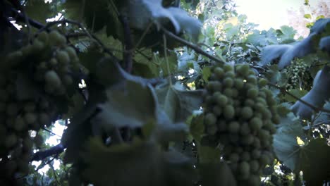 filmado en cámara lenta, árbol de uva orgánica, hoja y uvas verdes inmaduras en chile