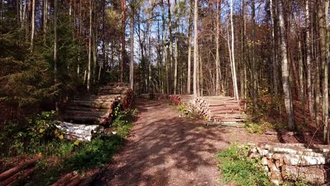 Moviéndose-Lentamente-A-Través-De-Un-Bosque-De-Otoño