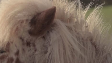 pony in a field with flowing mane