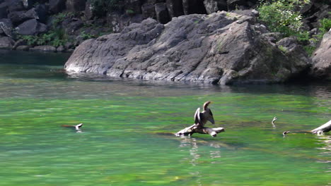 El-Pequeño-Pájaro-Cormorán-Se-Sienta-Encaramado-En-Un-Tronco-Que-Sobresale-Del-Hermoso-Y-Exótico-Agua-Turquesa-Del-Arroyo-Mientras-Los-Patos-Nadan-En-Whangarei,-Nueva-Zelanda