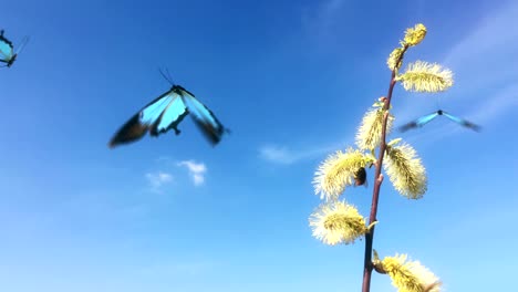 field with many bumblebees blue and turquoise butterfly flying dancing circle around.