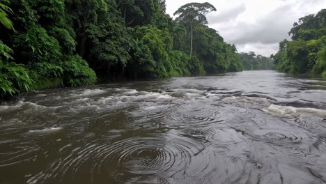 river flowing through a lush green rainforest