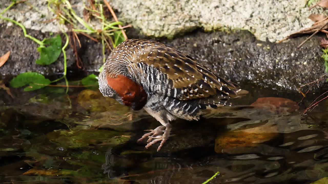 Lewin's Rail bird drinking from a water source