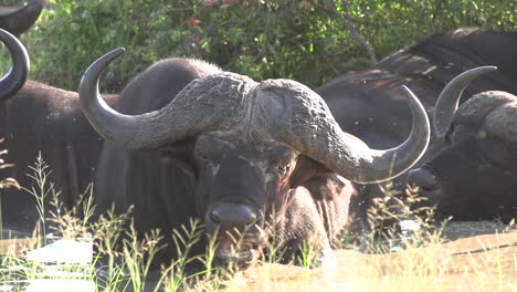 el búfalo africano se revuelca en el agua junto a otros bajo la luz del sol, en primer plano