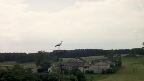 polish stork in the village lands in the nest