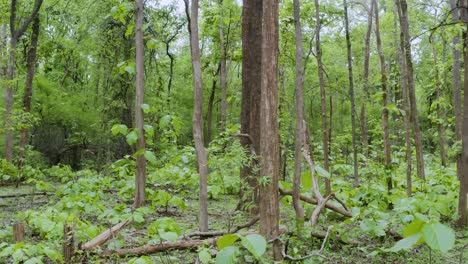 Dichter-Wald-In-Zentralindien