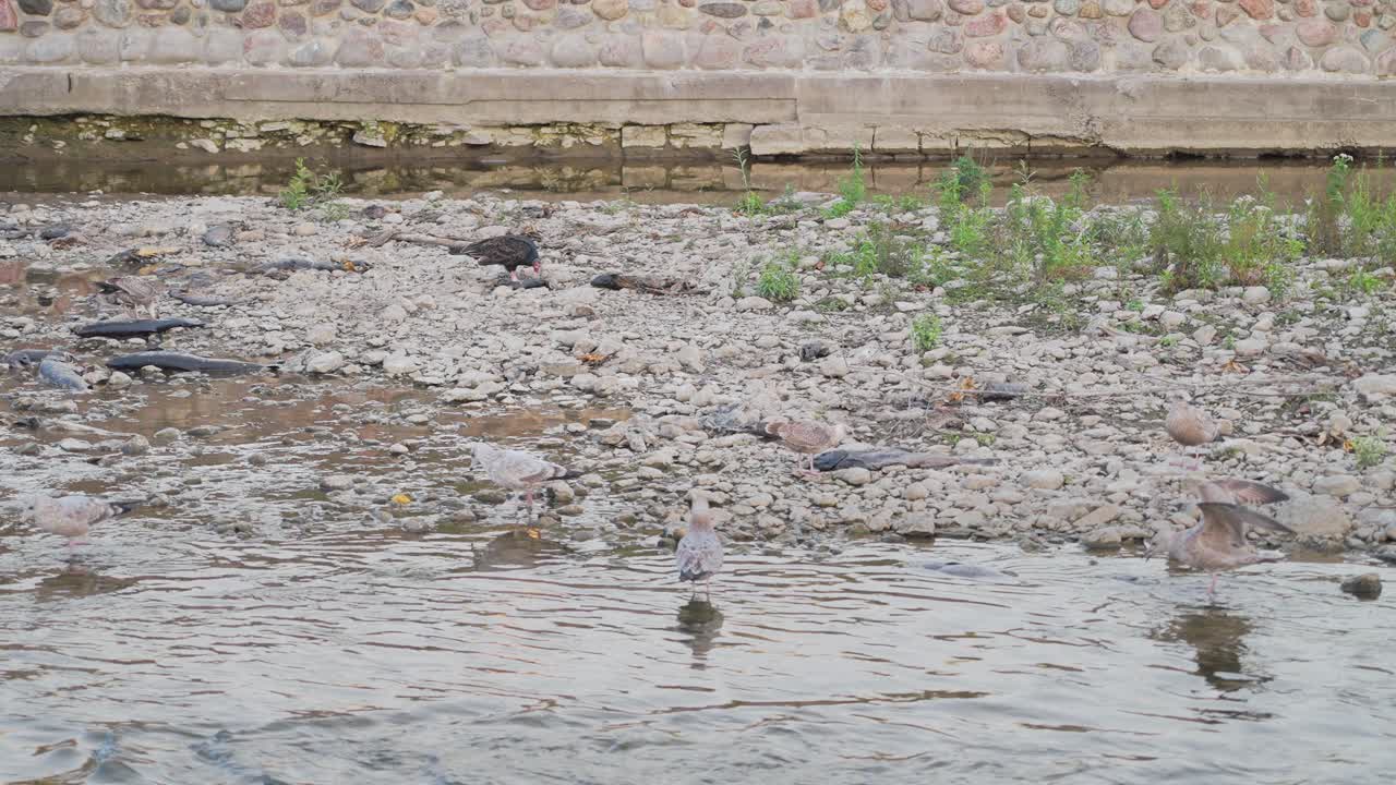 Birds search for food along a shallow riverbank with scattered rocks and plants