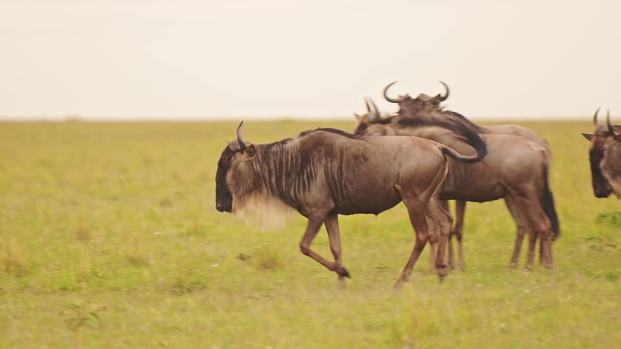 Wildebeest Herd Running and Playing in Masai Mara, Africa, African Wildlife Safari in Savannah in Masai Mara Savanna, Happy Animals Jumping and Leaping Having Fun in Maasai Mara, Kenya