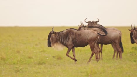 wildebeest herd running and playing in masai mara, africa, african wildlife safari in savannah in masai mara savanna, happy animals jumping and leaping having fun in maasai mara, kenya