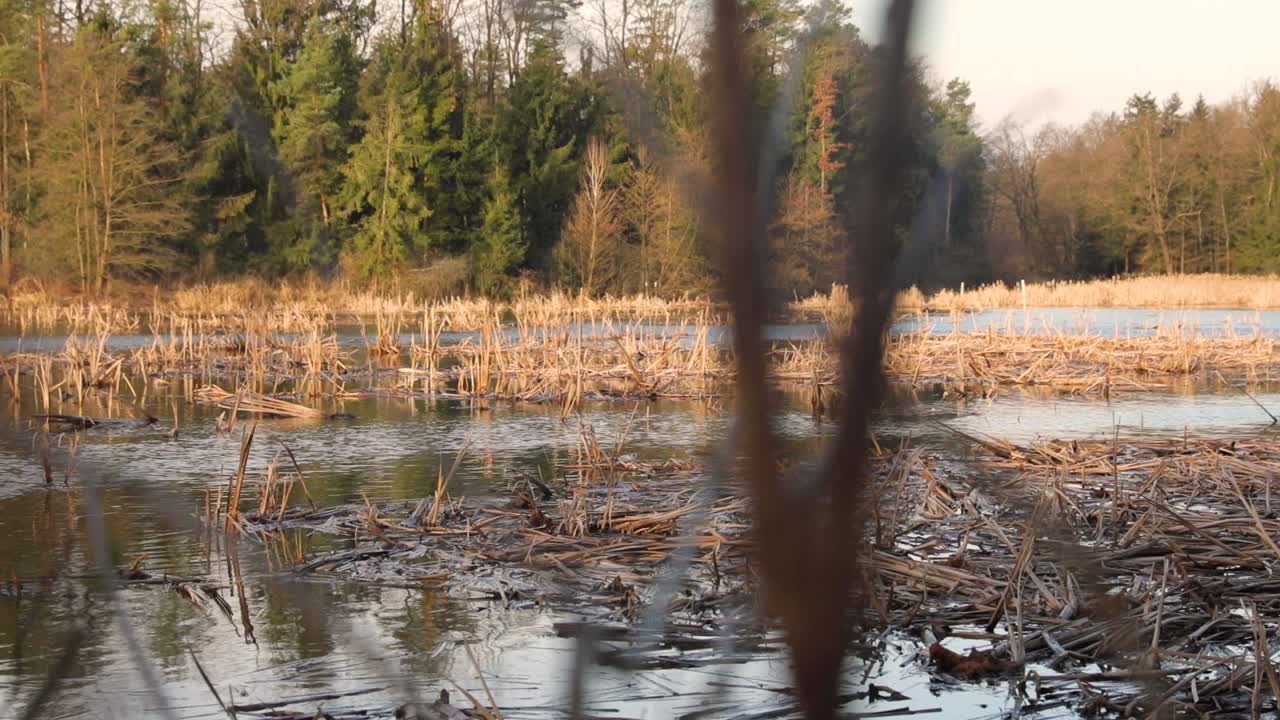 Golden grass swaying in the setting sun on the background of the pond.