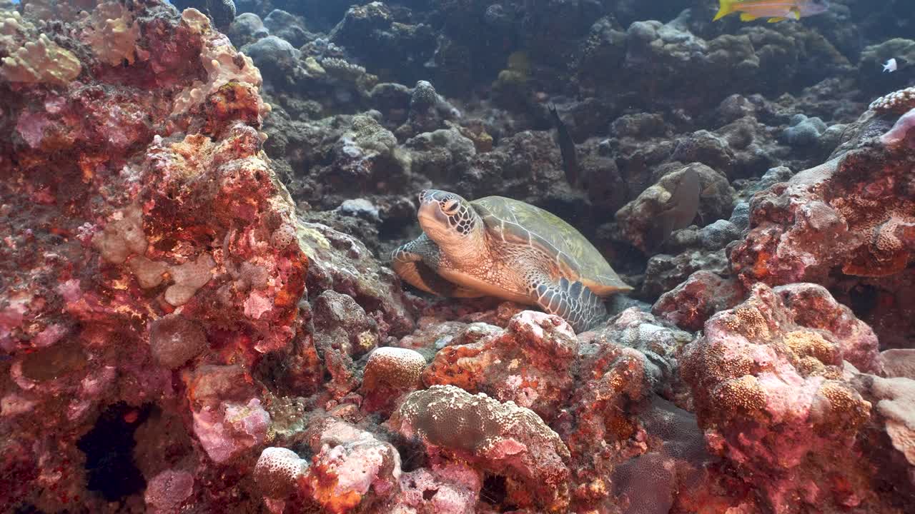 Cute Green sea turtle sitting on a beautiful coral reef in crystal clear water of the pacific ocean, around the island of Tahiti in French Polynesia