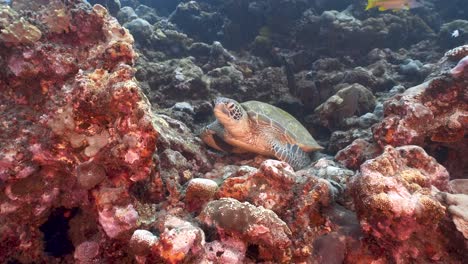 Cute-Green-sea-turtle-sitting-on-a-beautiful-coral-reef-in-crystal-clear-water-of-the-pacific-ocean,-around-the-island-of-Tahiti-in-French-Polynesia