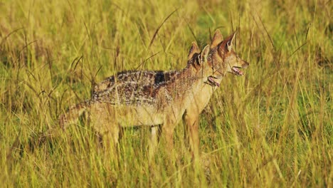 two jackals surveying, watching over close area, survival of african wildlife in maasai mara national reserve, kenya, africa safari animals in masai mara north conservancy