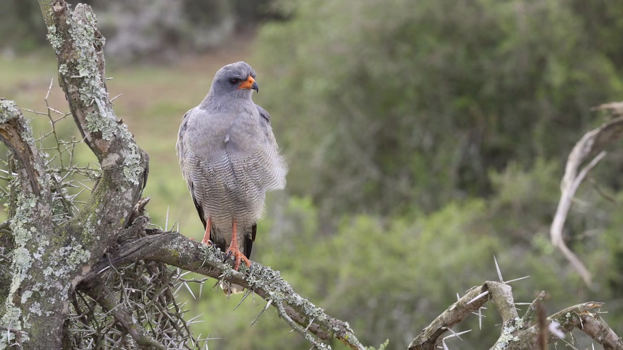Bleksanghauk (Melierax canorus) sitter og speider, ser seg rundt etter bytte.