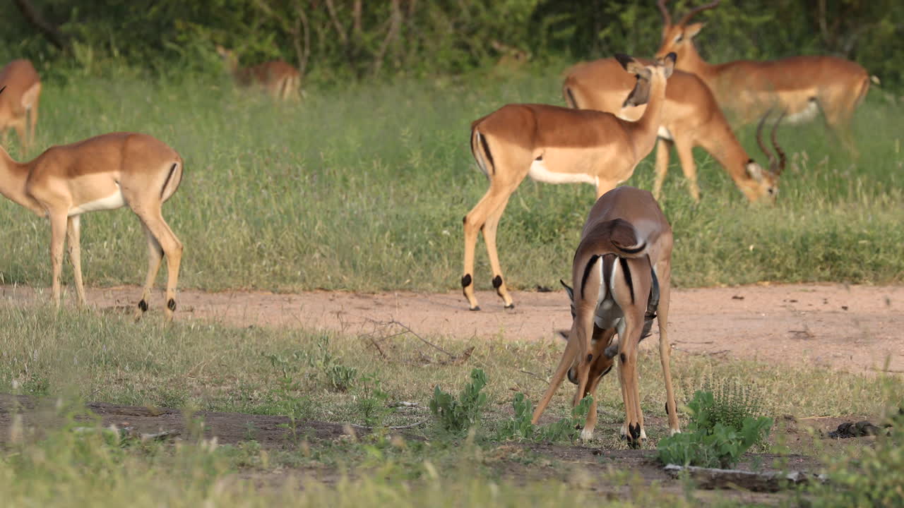 bellos carneros impala adultos luchando cabeza a cabeza en una pelea lúdica