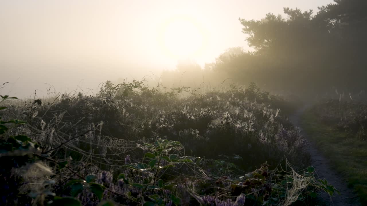 Misty Morning Landscape with Spiderwebs and Forest Path