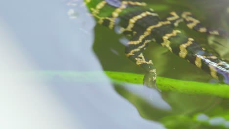 cocodrilo bebé con bicho rastrero en la cabeza nadando en el agua