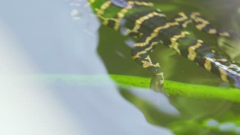 baby alligator with crawling bug on head swimming in water