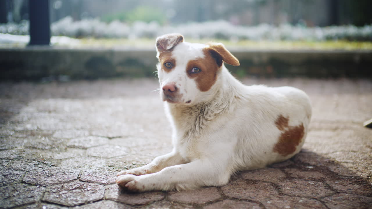 Small white and brown dog resting on stone pavement outdoors in natural sunlight