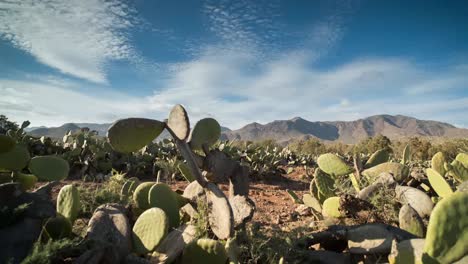 Cactus-Timelapse-04