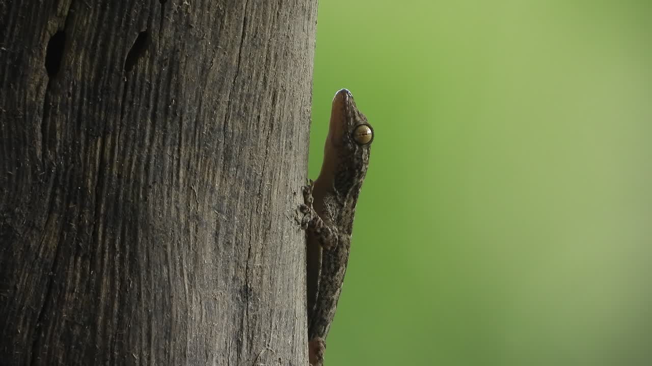 ящерица расслабляется - зеленый шаблон . глаза