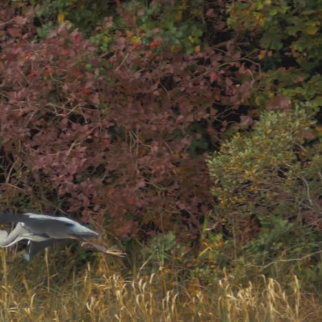 Grey-Heron-in-flight-over-water-within-the-wilderness