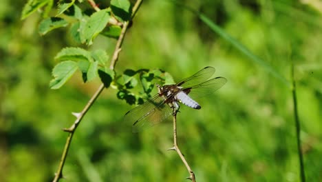 close up broad-bodied chaser dragonfly perched on plant