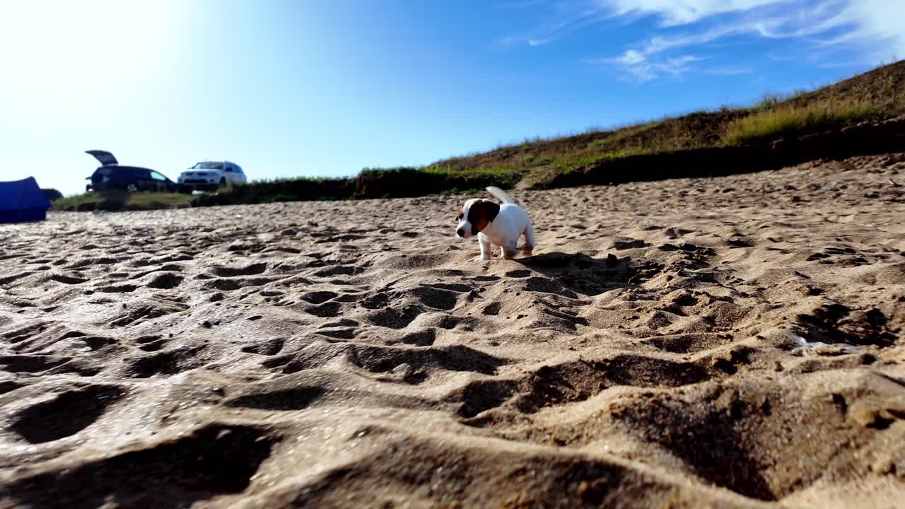 Un piccolo cane bianco e marrone corre felicemente su una spiaggia sabbiosa a Feodosia