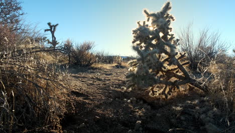 sol filtrándose a través de cactus espinosos, cielo azul y brisa suave