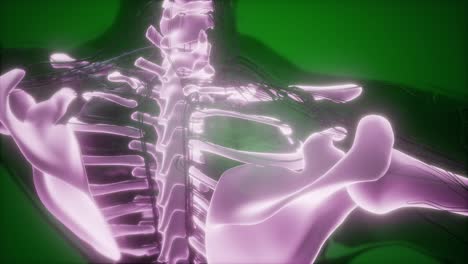 cuerpo humano con huesos esqueléticos visibles