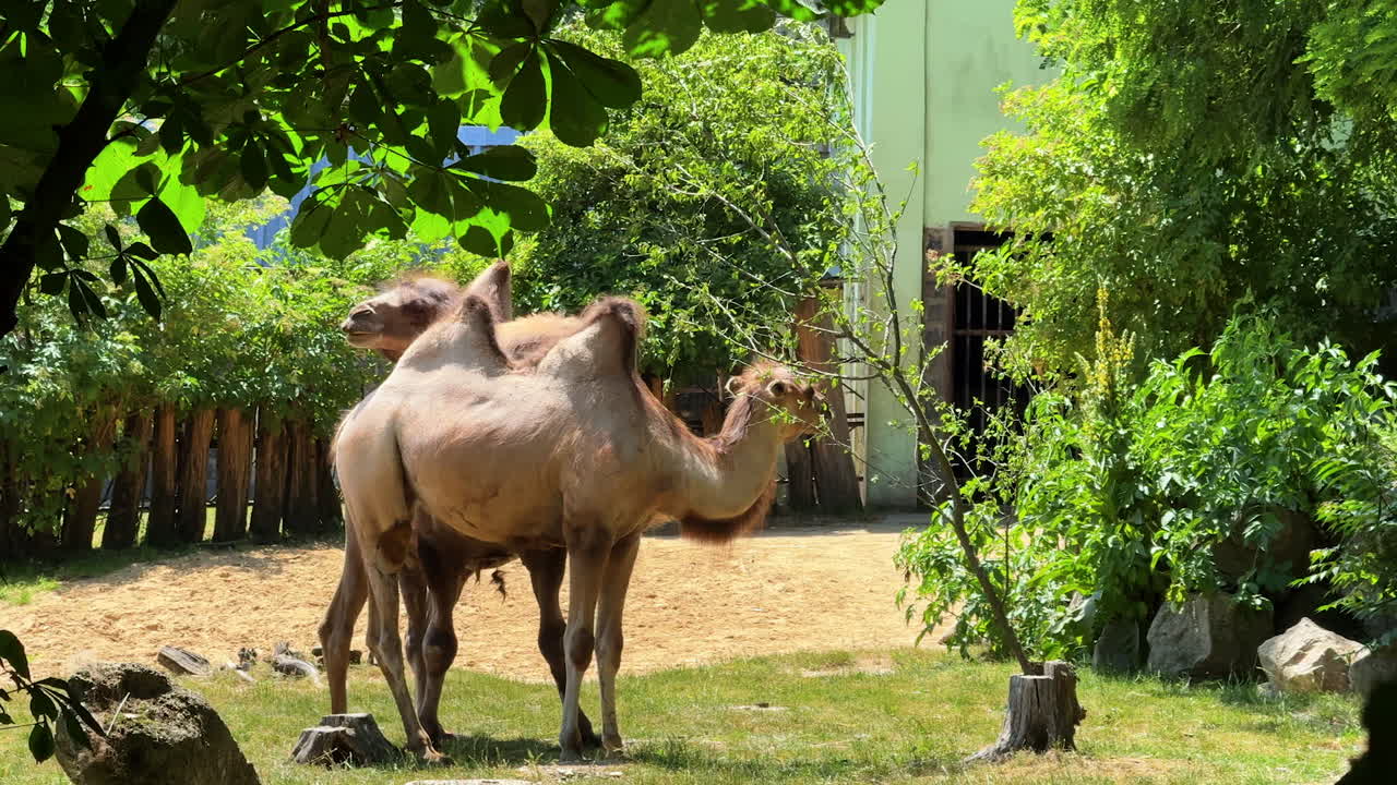 Camels relax in a sunny zoo setting. Two camels stand together in a green zoo area under sunlight, surrounded by trees and shrubs