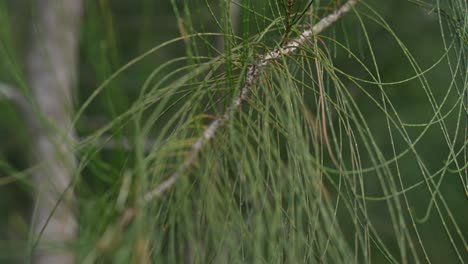 closeup of leaf pine tree