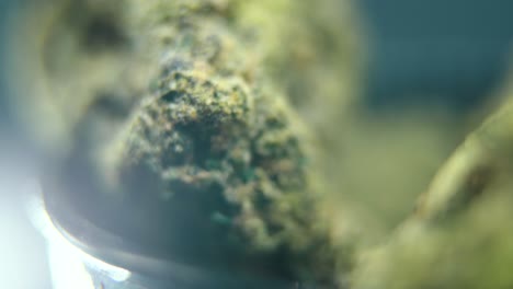 macro video giratorio de una planta de cannabis, cepas híbridas, sativa crujiente, flor de marihuana, video 4k, iluminación de estudio, llamarada de luz mágica, movimiento de inclinación suave
