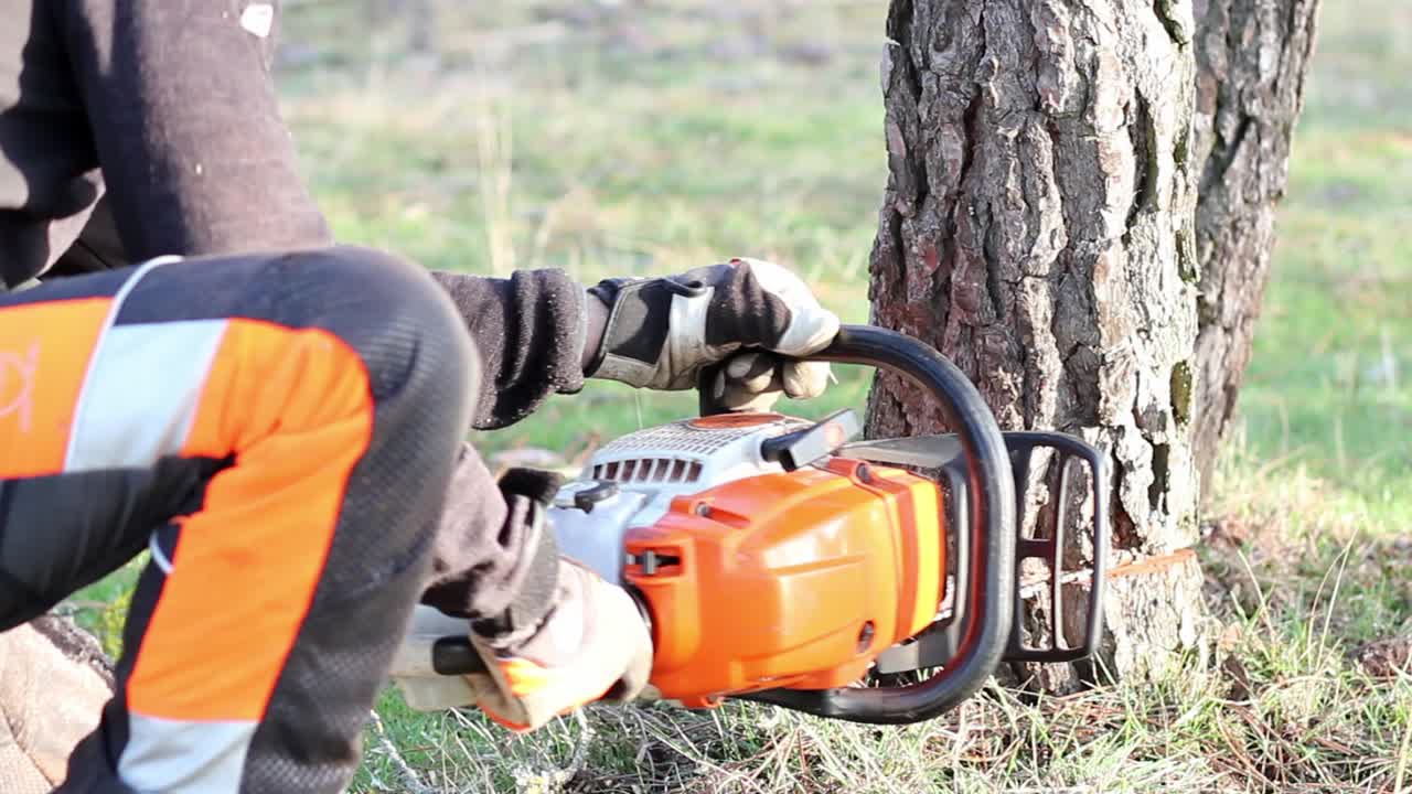 Close-up of man hands holding a chainsaw while cutting down a pine tree
