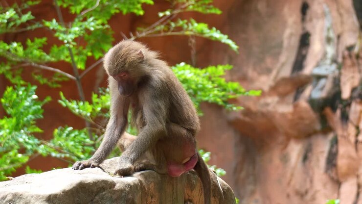 A Hamadryas baboon (Papio hamadryas) sits on the rock, eating a piece of food, close up shot