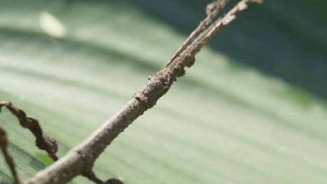 stationary stick insect imitating a twig, camouflage strategy