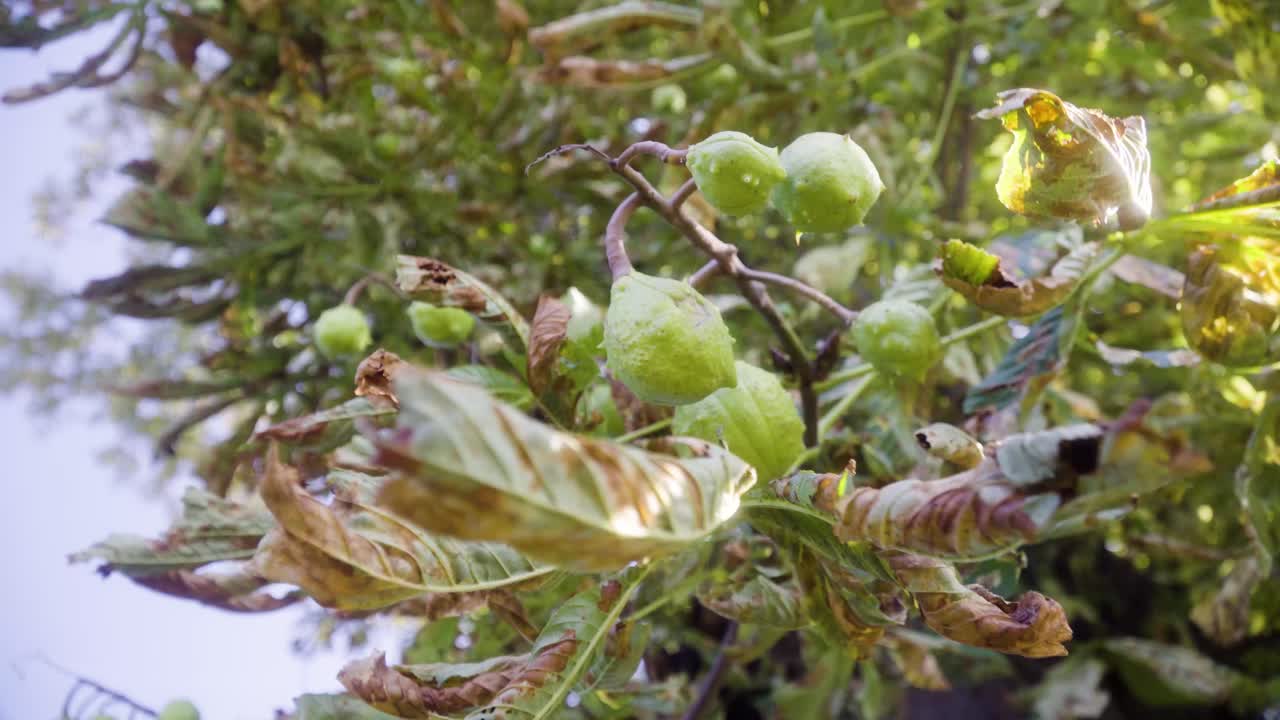 4k의 녹색 잎과 황금색 잎이 있는 나무에 가을이 시작될 때 마로니에