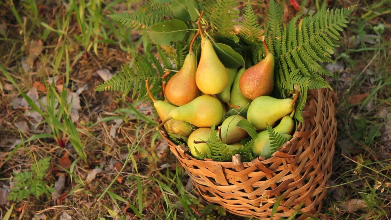 Mano che posa una pera appena raccolta in un cesto di vimini pieno di pere mature. Raccolto di frutta che mostra prodotti abbondanti che riposano sull'erba tra foglie di felce verde.