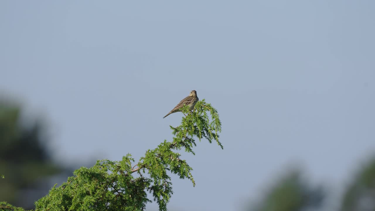 pequeño pájaro alondra sentado en la parte superior del árbol, enfoque en primer plano, cielo de fondo borroso, día