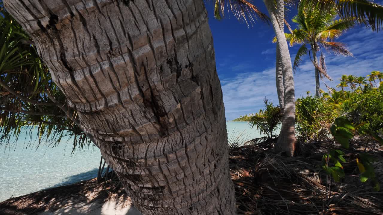 camera tracks over the trunk of a coconut palmtree with the crystal clear blue lagoon of the atoll of Fakarava in the background