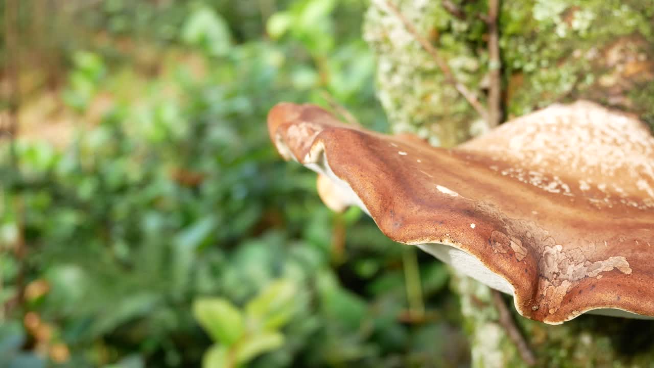 Wild Autumn mushroom fungi growing on woodland mossy forest tree trunk closeup dolly right