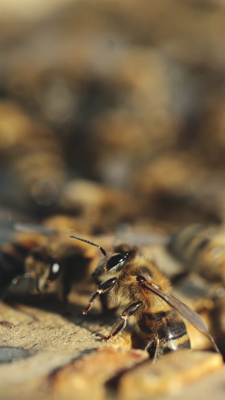 Close up view of the working bees on honeycomb in summer day. Frames of a beehive Vertical video