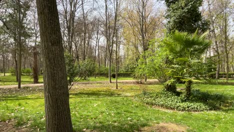 filming van een tuin met groene bodem, gevarieerde bomen, sommige met bladeren, andere niet, heggen met vormen, jonge palmbomen, er is een vuil pad om te lopen in de jardin del principe aranjuez, spaan