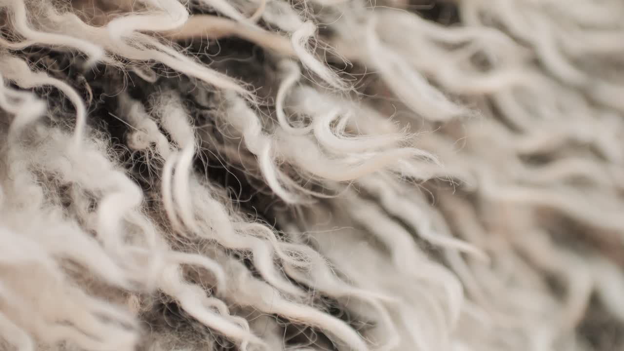 A closeup of soft, curly wool fibers in natural, neutral tones, showing intricate details and textures